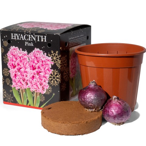 Hyacinth Pink (2 bulbs) - Gift Box by Jamieson Brothers