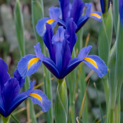 Dutch Iris Hollandica Sapphire Beauty 20 Bulbs Ready for Planting Now in UK Autumn Outdoor Gardens