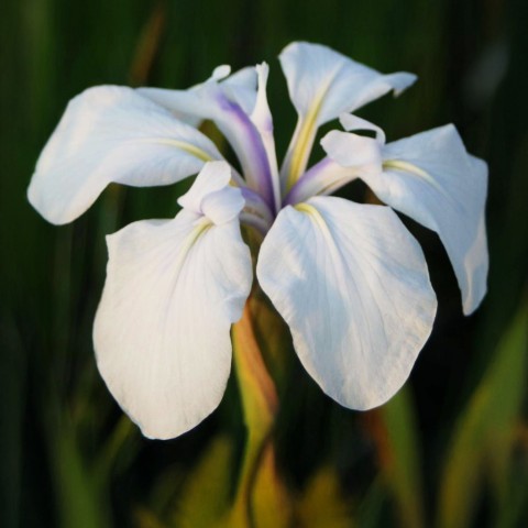 Iris Snowdrift (Iris Germanica) 1x Spring Planting Bulb - Waterside Flower Bulb