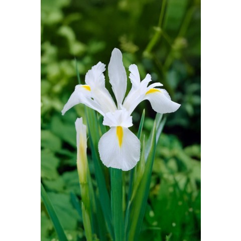 Iris White Excelsior 12 Bulbs Ready for Planting Now in UK Autumn Outdoor Gardens