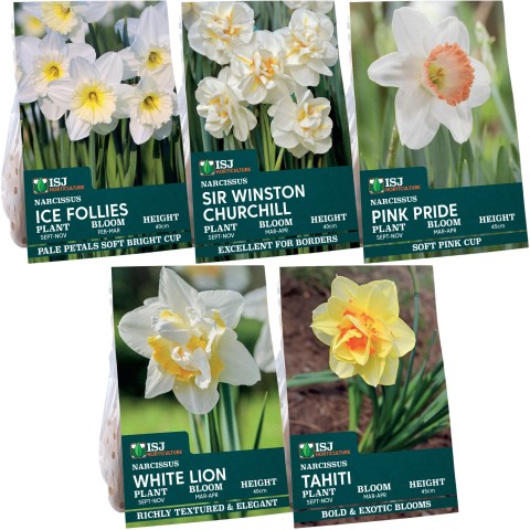 Daffodil Bulb Collection, 40 Bulbs, 5 Varieties, Sir Winston Churchill, Ice Follies, Tahiti, White Lion and Pink Pride - Autumn Planting for Spring Flowering