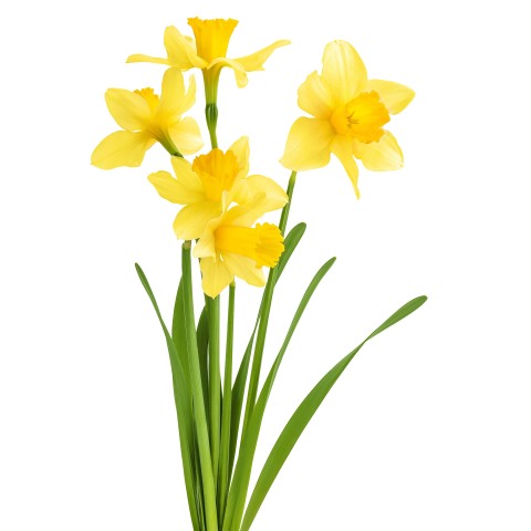 50 Freshly Cut Yellow Daffodils– Ready to Bloom | Perfect for Home Décor, Indoor Displays & Easter Gifts UK