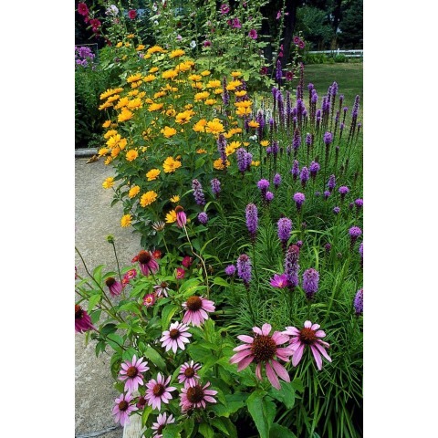 Echinacea & Rudbeckia Mixed (2 Bulbs) and Wildflower 'Butterfly' Mix Seeds Grow your own Bouquet by Jamieson Brothers