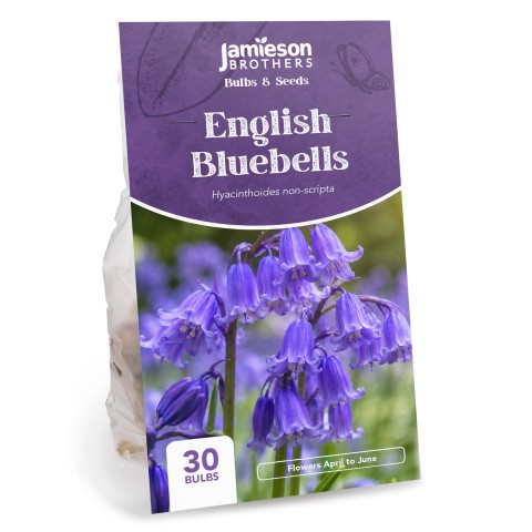 English Bluebells (30 bulbs) - by Jamieson Brothers®