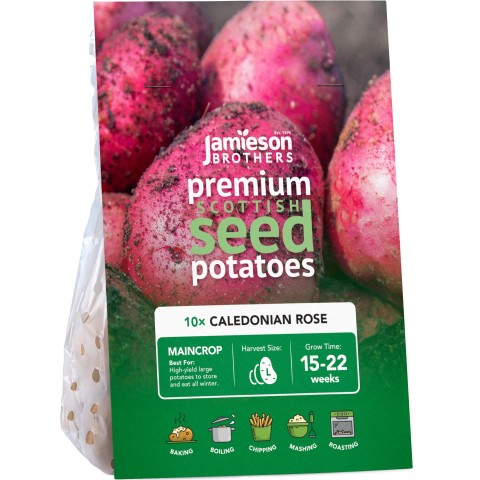 Caledonian Rose 10 Tuber Pack