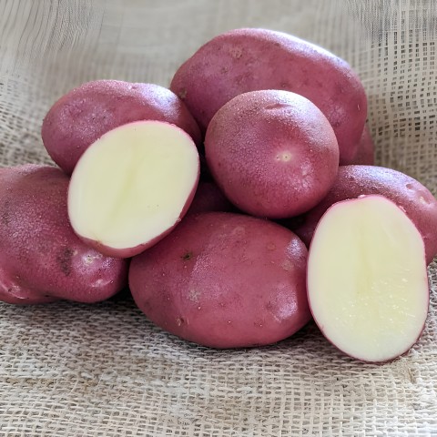 Java Seed Potatoes