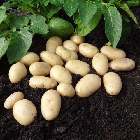 Jazzy 2kg Summer Planting Seed Potatoes (Approx. 22 tubers) By Jamieson Brothers