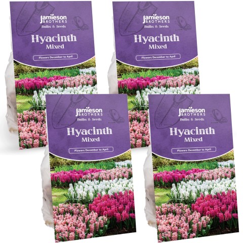 35 Mixed Hyacinth Large Bulbs by Jamieson Brothers