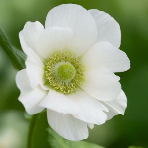 Anemone The Bride (Anemone Coronaria) 15x Spring Planting Flower Bulbs