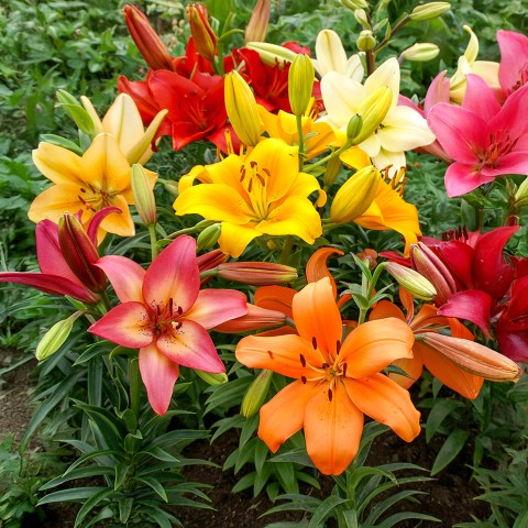 Lilium Asiatic Mix 4 Flower Bulbs Ready for Planting Now in UK Autumn Outdoor Gardens