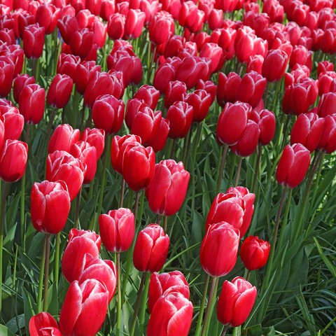 Edgy Reds Tulip Mix – Tulip Kung Fu & World’s Favourite Bulbs Ready for Planting Now in UK Autumn Outdoor Gardens