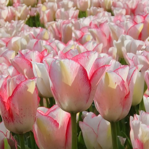 Tulip Triumph Beauty Trend 6 Bulbs Ready for Planting Now in UK Autumn Outdoor Gardens