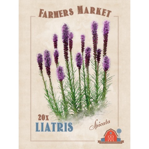 Liatris Spicata (20 Bulbs) by Jamieson Brothers