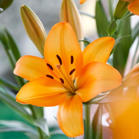 Lilium Asiatic Orange 2 Bulbs Ready for Planting Now in UK Autumn Outdoor Gardens