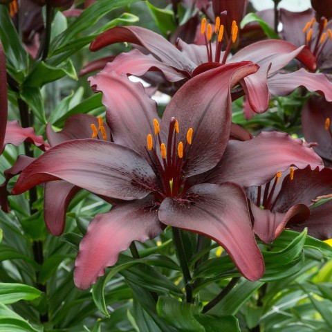 Lilium Asiatic Black 2 Bulbs Ready for Planting Now in UK Autumn Outdoor Gardens