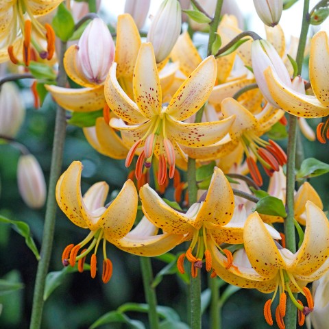 Lilium Martagon Guinea White 2 Bulbs Ready for Planting Now in UK Autumn Outdoor Gardens