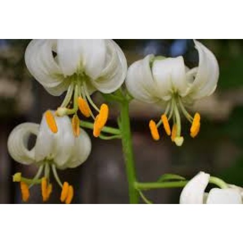 Lilium Martagon Guinea White 2 Bulbs Ready for Planting Now in UK Autumn Outdoor Gardens