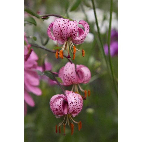 Lilium Martagon Must See 2 Bulbs Ready for Planting Now in UK Autumn Outdoor Gardens