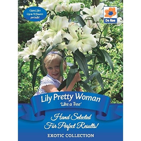 Lily 'Like a Tree' - Pretty Woman (2 bulbs)