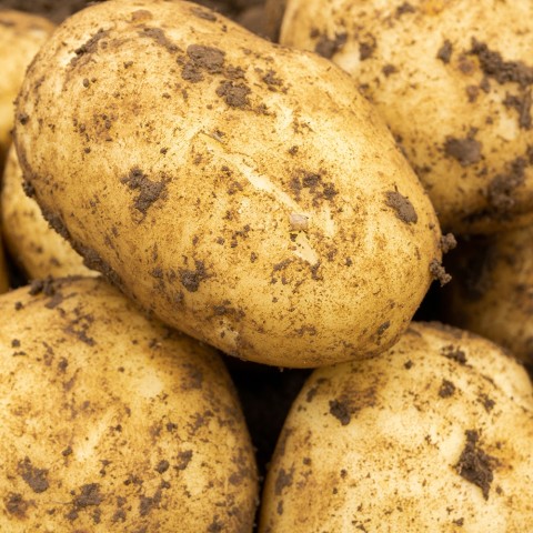 Organic Maris Peer Seed Potatoes - 1kg