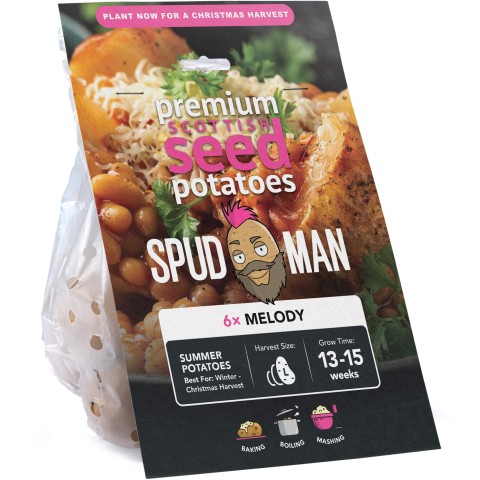 SpudMan Melody (6 Tubers) Christmas Harvest Seed Potatoes Summer Planting Second Cropping Plant Now UK, Grows Approx. 60 Baking Potatoes, by Jamieson Brothers