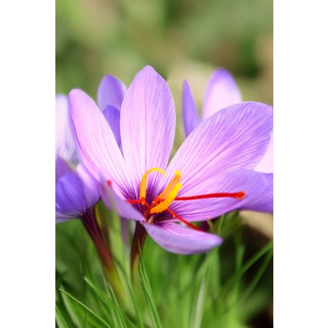 Crocus (Autumn Flowering) Safran Crocus (Sativus) 15 Bulbs Ready for Planting Now in UK Autumn Outdoor Gardens by Jamieson Brothers