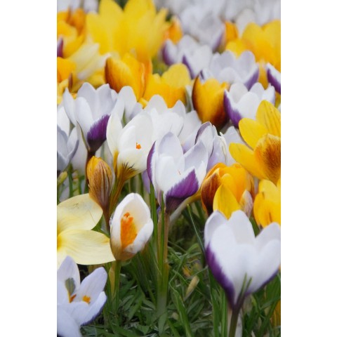 Crocus Botanical Mixed 35 Bulbs Ready for Planting Now in UK Autumn Outdoor Gardens