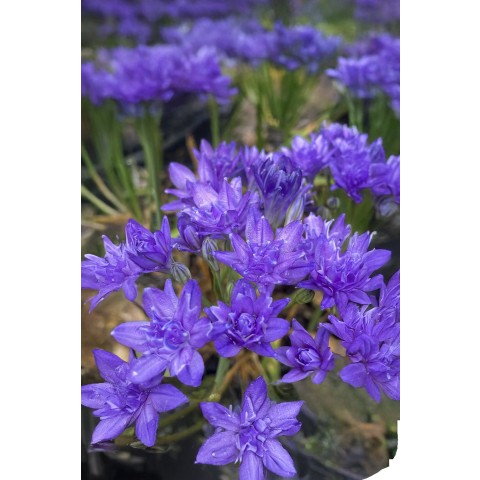 Triteleia Aquarius 15 Bulbs Ready for Planting Now in UK Autumn Outdoor Gardens