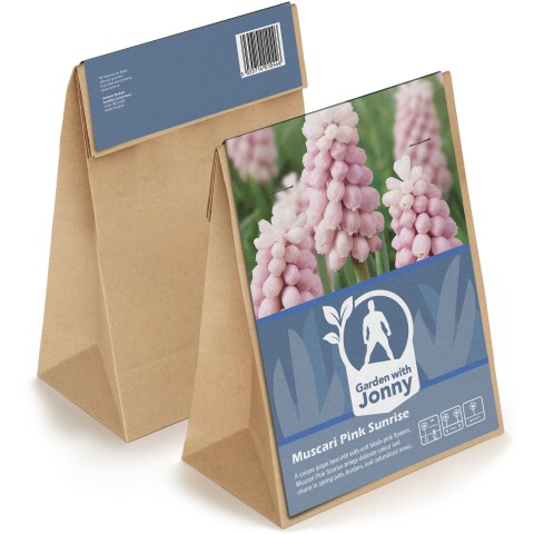 Muscari Pink Sunrise