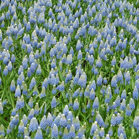 Muscari Aucheri Ocean Magic 15 Bulbs Ready for Planting Now in UK Autumn Outdoor Gardens by Jamieson Brothers