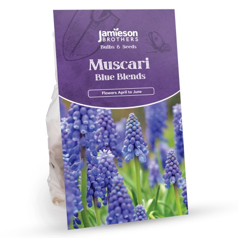 Muscari Bulbs  - Blue Blends (40 bulbs) by Jamieson Brothers® 