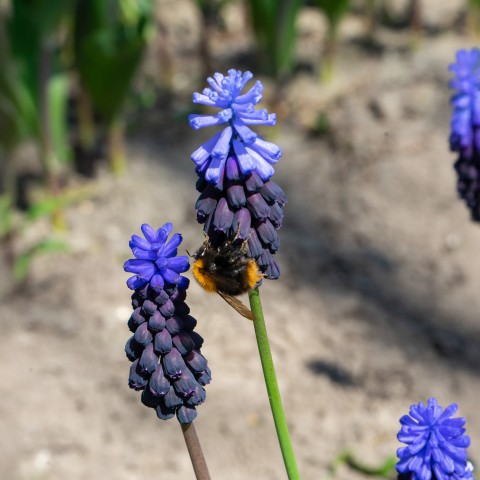 Muscari Latifolium 30 Bulbs Ready for Planting Now in UK Autumn Outdoor Gardens by Jamieson Brothers