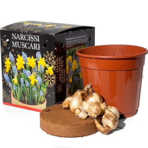 Narcissus Tete a Tete & Muscari (10 bulbs) - Gift Box by Jamieson Brothers