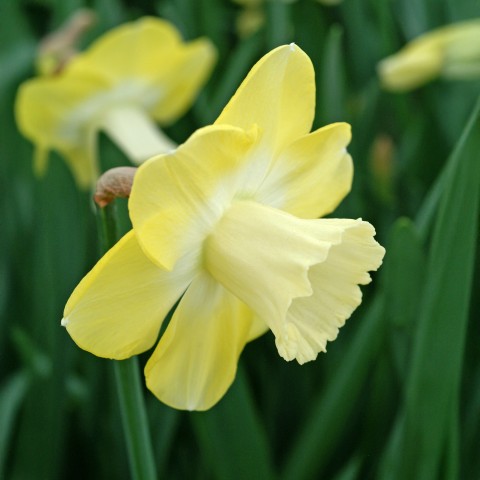 Daffodil (Narcissus) Large Cupped Avalon 5 Bulbs Ready for Planting Now in UK Autumn Outdoor Gardens