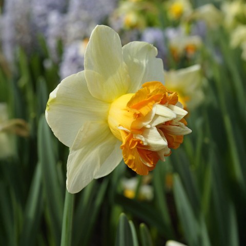 Daffodil (Narcissus) Extravaganza 5 Bulbs Ready for Planting Now in UK Autumn Outdoor Gardens