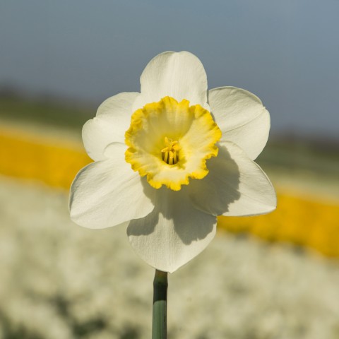 Daffodil (Narcissus) Frosty Snow 5 Bulbs Ready for Planting Now in UK Autumn Outdoor Gardens