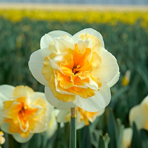 Daffodil (Narcissus) Double Golden Pearl 5 Bulbs Ready for Planting Now in UK Autumn Outdoor Gardens