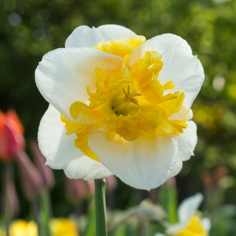 Daffodil (Narcissus) Orchid/Split Love Call 5 Bulbs Ready for Planting Now in UK Autumn Outdoor Gardens