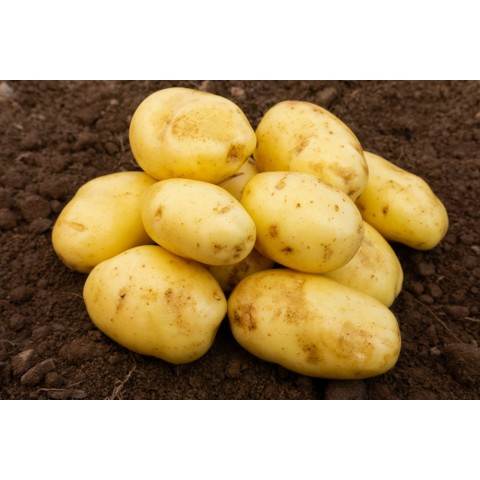 Nicola Seed Potatoes 