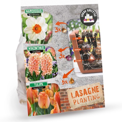 Garlic Pink (Allium Sativum) 3x Spring Planting Garlic Bulbs| Bulbs For Planting Now UK | Plant Garden Outdoor | Jamieson Brothers