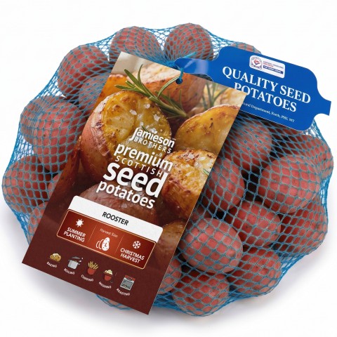 Rooster (2kg - Approx. 20-25 Tubers) Christmas Harvest Seed Potatoes Summer Planting Second Cropping Plant Now UK, Grows Approx. 200 Roasting Potatoes, by Jamieson Brothers