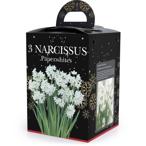 Narcissus Paperwhite (3 bulb) - Gift Box