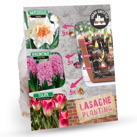 Pink Lasagne Mix: Daffodil Replete, Hyacinthus China Pink, Tulip Whispering Dream -  15 Bulbs Ready for Planting Now in UK Autumn Outdoor Gardens
