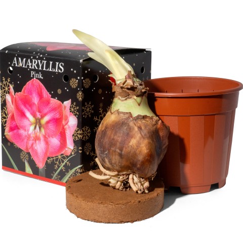 Amaryllis Pink (1 bulb) - Gift Box