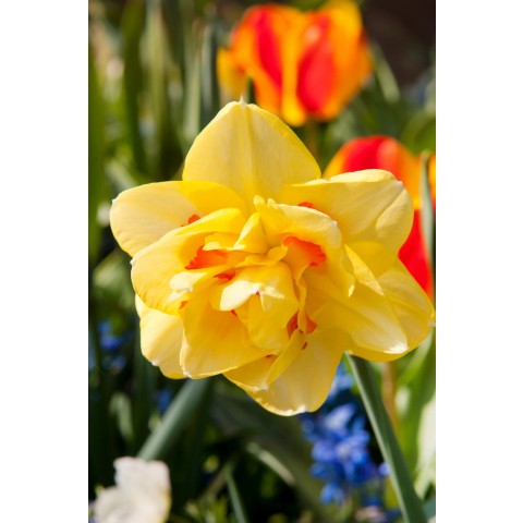 Daffodil (Narcissus) Double Tahiti 5 Bulbs Ready for Planting Now in UK Autumn Outdoor Gardens