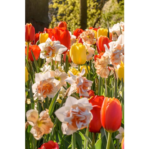 Orange Lasagne Mix: Daffodil Barret Browning, Hyacinthus Gipsy Queen, Tulip Orange Emperor, 11 Bulbs Ready for Planting Now in UK Autumn Outdoor Gardens