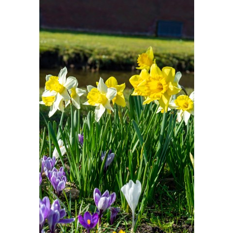 Daffodil (Narcissus) Single Bulbs Mix Ready for Planting Now in UK Autumn Outdoor Gardens by Jamieson Brothers