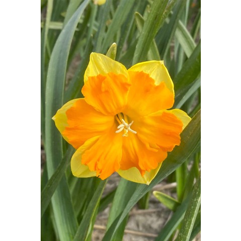 Daffodil (Narcissus) Split Outright Orange 5 Bulbs Ready for Planting Now in UK Autumn Outdoor Gardens