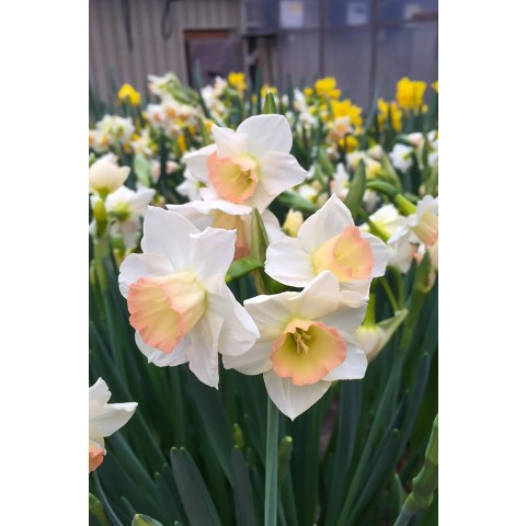 Daffodil (Narcissus) Cosmopolitan 5 Bulbs Ready for Planting Now in UK Autumn Outdoor Gardens