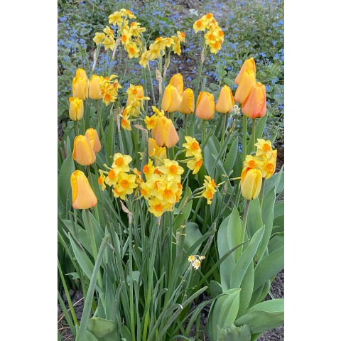 Warm Spring Blend 25 Flower Bulbs Ready for Planting Now in UK Autumn Outdoor Gardens